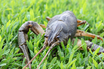 Naklejka na ściany i meble Fresh live cancer on green grass