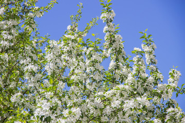 Flowering apple trees