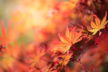 Naklejka na ściany i meble Closeup natural red maple leaf with sunlight in fall season. It is landscape ecology and copy space for wallpaper and backdrop.