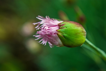 A blooming pink-white bud of a carnation flower against a background of green grass