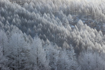 霧氷