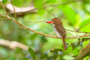 South East Asia beautiful bird (Female), Banded Kingfisher in Thailand