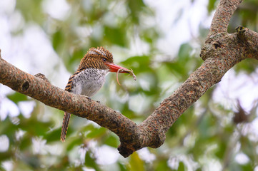 South East Asia beautiful bird (Female), Banded Kingfisher in Thailand