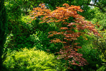 Elegant red Japanese Maple, Acer palmatum Atropurpureum tree with purple leaves in beautiful spring garden against backdrop of greenery