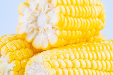 fresh raw sweet corn on the cob kernels over white background