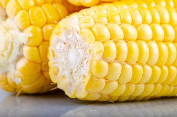 fresh raw sweet corn on the cob kernels over white background