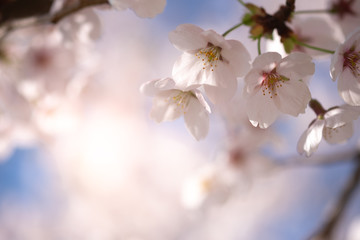 Closeup beautiful cherry blossom  or Sakura flower on nature background.-Image.