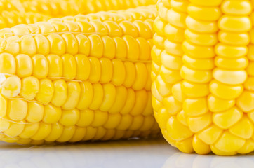 fresh raw sweet corn on the cob kernels over white background
