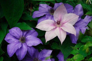 Clematis flowers close up, selective focus