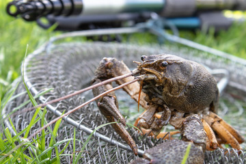 Fresh live cancer crawls on the fishing net near the fishing rod