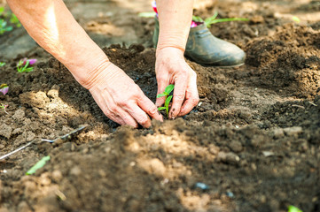 Planting cucumbers and tomatoes in open ground. Hands in the ground keep the seedlings close up and copy space.