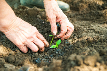 Planting cucumbers and tomatoes in open ground. Hands in the ground keep the seedlings close up and copy space.