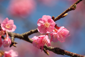 河津桜