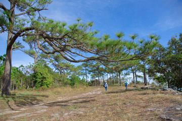  Tourists walk through the green pine forest landscape of Phukradueng tourist season in Thailand.