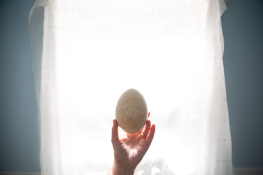 Hand holding ostrich egg