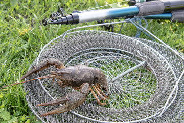Fresh live cancer crawls on the fishing net near the fishing rod