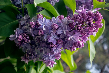 Blossoming lilac (Syringa) flowers with green leaves 