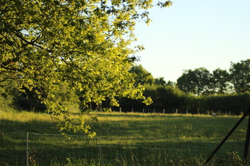 Tree in a field