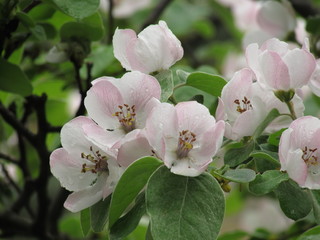 apple tree bloom