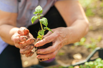 Planting cucumbers and tomatoes in open ground. Hands in the ground keep the seedlings close up and copy space.
