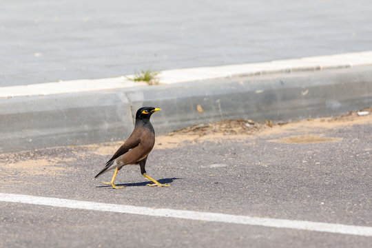 Single mynah walking on sidewalk