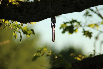 Carabiner on a branch at sunrise