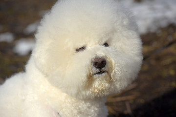 Bichon frize breed  white color