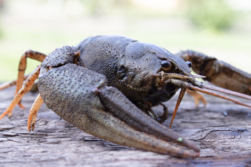 Fresh live cancer sits on wooden boards in nature