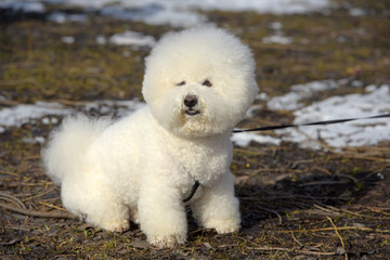 Bichon frize breed  white color