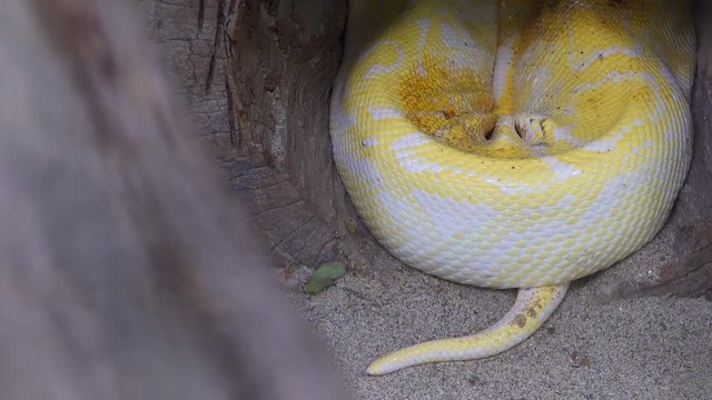 Big Golden boa snake on ground forest in nature