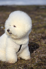 Bichon frize breed  white color