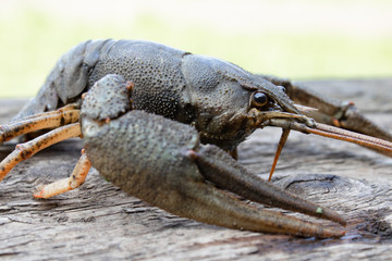 Live cancer crawls on old boards in the fresh air