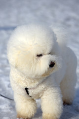 Bichon frize breed  white color