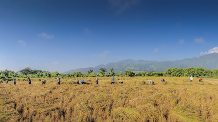 Fototapeta na wymiar view a group of Thai Farmer reaping, cut rice paddy by Sickle in rice field around with green hill and blue sky background, farmer in Doi Nang Non, Maesai District, Chiang Rai, northern of Thailand.