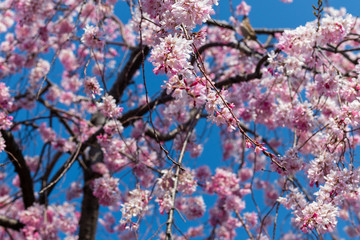 Sakura season in Kyoto, Japan