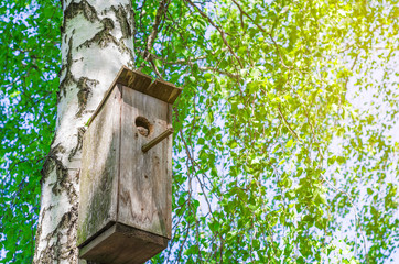 Old birdhouse on a birch among green leaves. Squirrel looks out