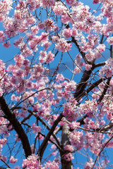 Sakura season in Kyoto, Japan