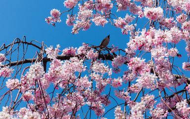 Sakura season in Kyoto, Japan