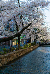 cherry blossoms above river with copy space