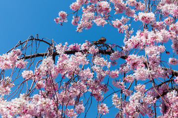 Sakura season in Kyoto, Japan
