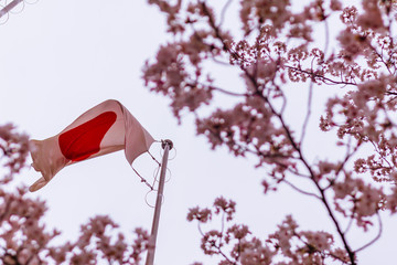 Flag of Japan through sakura trees