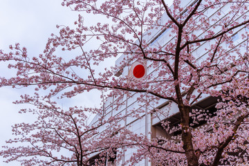 Flag of Japan through sakura trees