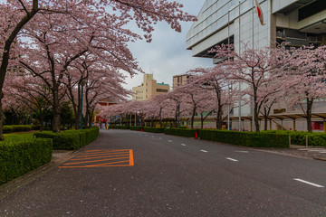 cherry blossom street