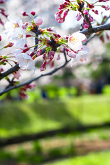 bunch of cherry blossoms on a branch, with copy space