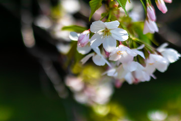 Close up cherry blossoms, dark background with copy space