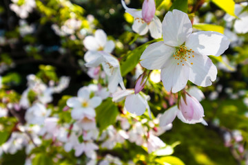 close up of cherry blossoms with blurred cherry blossoms in the background