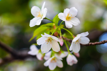 Close up of cherry blossoms, with blurred background