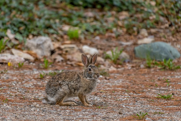 Side view of an Eastern Cottontail Rabbit (Sylvilagus floridanus) in the spring in Michigan, USA.