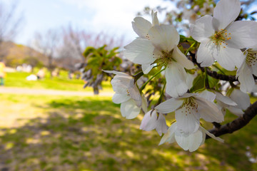 cherry blossoms, close-up shot