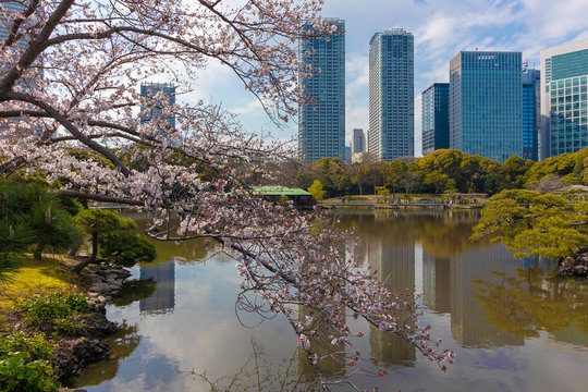 Tokyo buildings and cherry blossoms